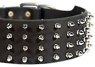 3 inch custom spiked collar for Bulldog 3 inch custom spiked collar for Bulldog