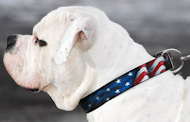 Alapaha American Bulldog
