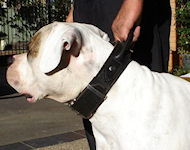 2 ply leather agitation Collar with handle for Bulldog Training 2 ply leather agitation Collar with handle for Bulldog Training