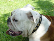 American Bulldog Leather Special Dog Collar with Plates American Bulldog Leather Special Dog Collar with Plates