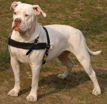 Valley Bulldog leather dog harness for tracking,walking