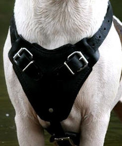 Victorian BULLDOG Harness,Leather dog harness,Padded Ha