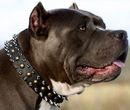 Personalized Spiked Studded Dog Collar-custom leather dog collar Personalized Spiked Studded Dog Collar-custom leather dog collar