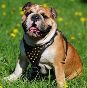 Fashionable Extra Strong Studded Walking Leather Bulldog Harness Fashionable Extra Strong Studded Walking Leather Bulldog Harness