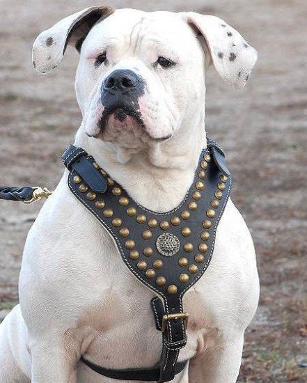 bulldog harness and lead