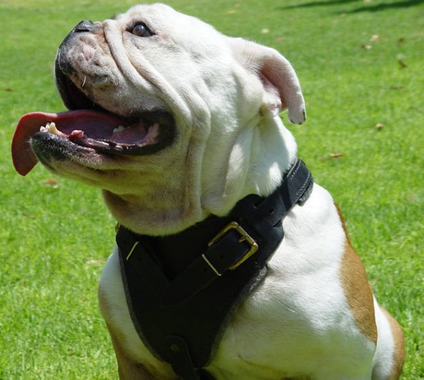 english bulldog harness leather