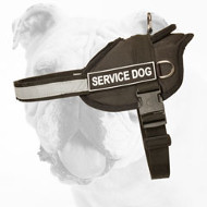 St Louis Blues NHL Stanley Cup Champions 2019 Designer Polyester Webbing  Dog Collar – Custom Design Dog Collars