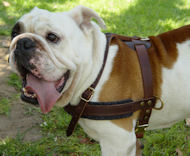 Tracking / Pulling / Agitation Leather Dog Harness For Bulldog Tracking / Pulling / Agitation Leather Dog Harness For Bulldog