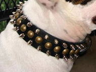 Buy Training Leather Bulldog Collar | Nickel Spikes | Brass Studs