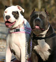 Coupler Chain 24 inch for walking two dogs-dog leash coupler Coupler Chain 24 inch for walking two dogs-dog leash coupler