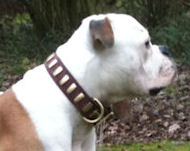 Bulldog Gorgeous Wide Leather Dog Collar With Plates-Designer Bulldog Gorgeous Wide Leather Dog Collar With Plates-Designer