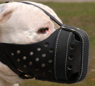 Muzzle for American Bulldog and English Bulldog – CollarDirect