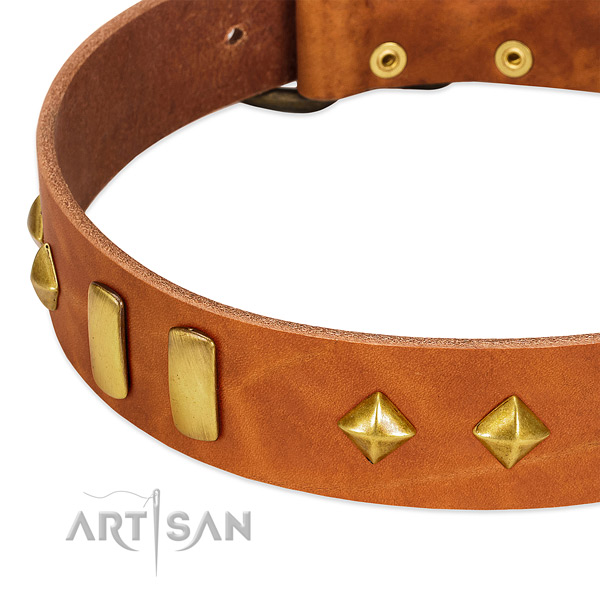 Daily use leather dog collar with fashionable studs