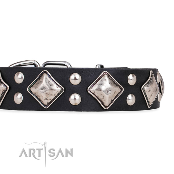 Natural leather dog collar with stylish corrosion resistant adornments