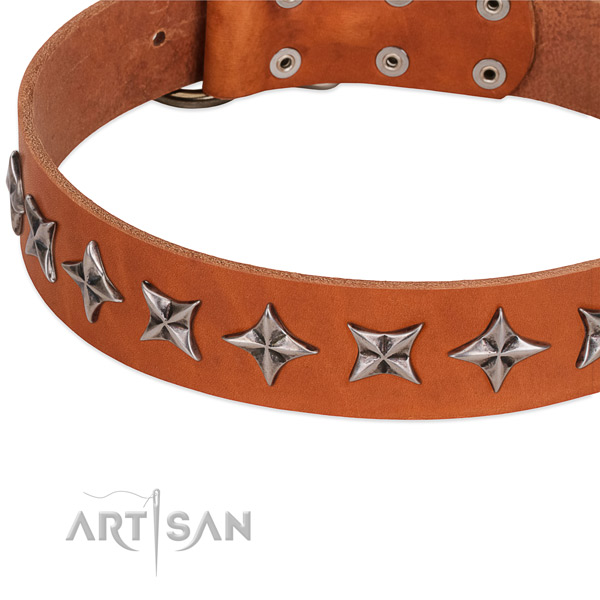 Walking studded dog collar of fine quality leather