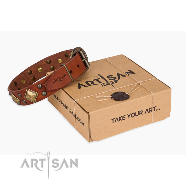 Daily walking dog collar with Designer rust resistant embellishments