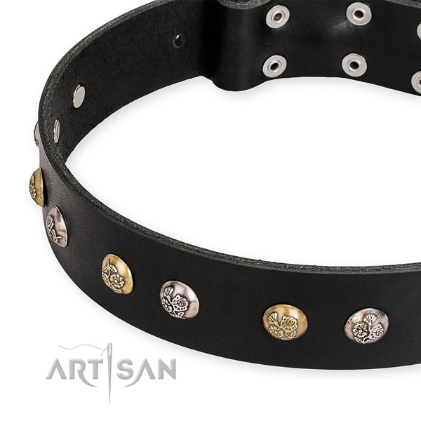 Full grain genuine leather dog collar with incredible rust-proof studs