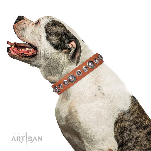 Significant embellished natural leather dog collar for comfortable wearing