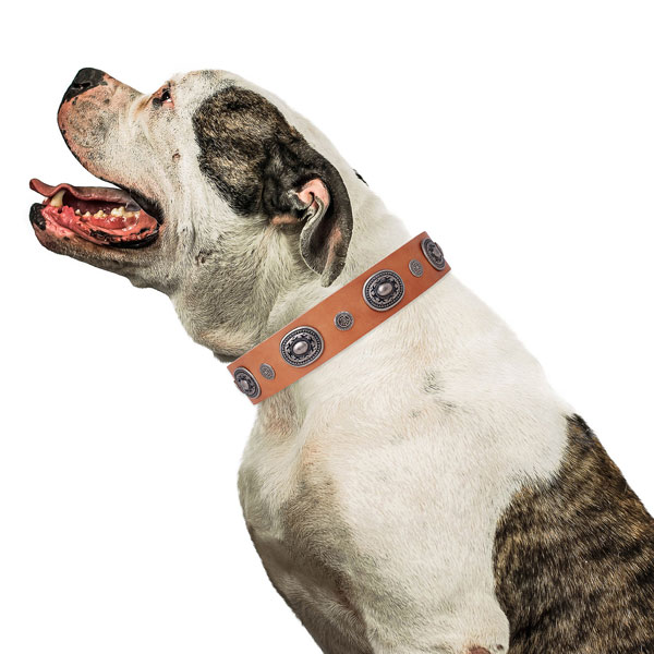 Leather dog collar with durable buckle and D-ring for daily walking