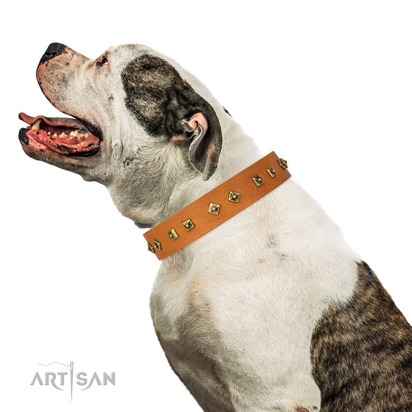 Designer adornments on comfortable wearing dog collar