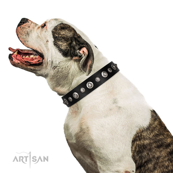 Finest quality leather dog collar with designer studs