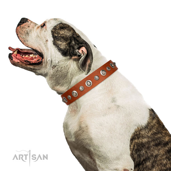 High quality leather dog collar with exquisite embellishments