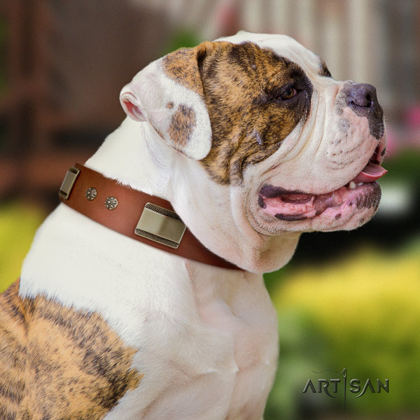 American Bulldog decorated full grain leather dog collar with stylish design studs