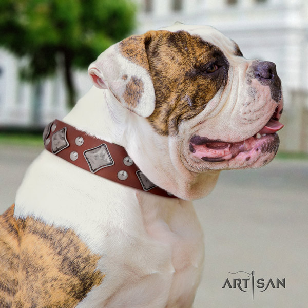 American Bulldog decorated genuine leather dog collar with inimitable adornments