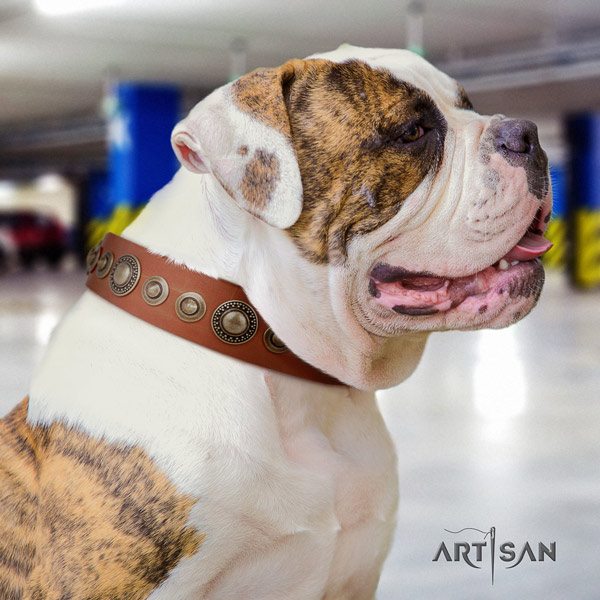 American Bulldog embellished leather dog collar with stunning studs