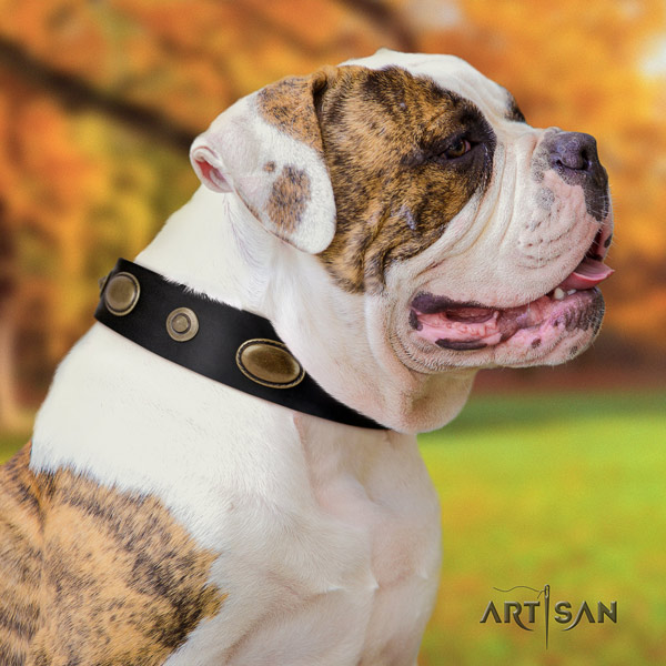 American Bulldog embellished leather dog collar with exquisite embellishments