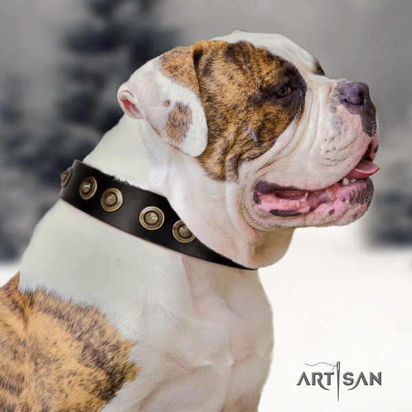 American Bulldog everyday walking full grain genuine leather collar with decorations for your canine