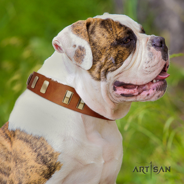 American Bulldog daily walking full grain leather collar with adornments for your pet