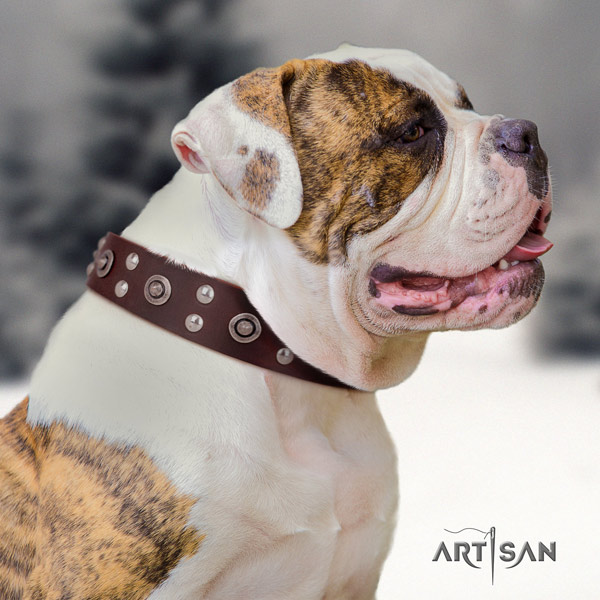 American Bulldog embellished full grain leather dog collar with unusual adornments