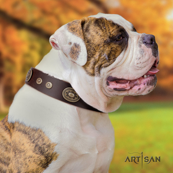 American Bulldog decorated genuine leather dog collar with trendy embellishments