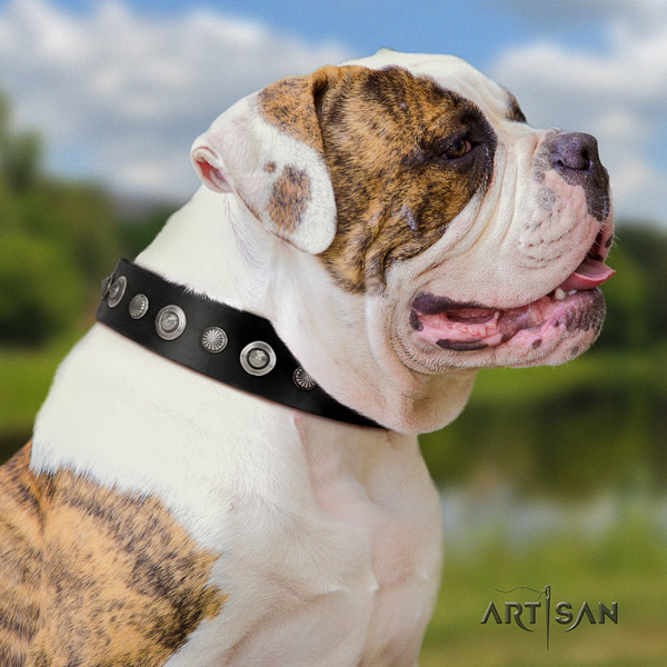 American Bulldog studded genuine leather dog collar with trendy studs