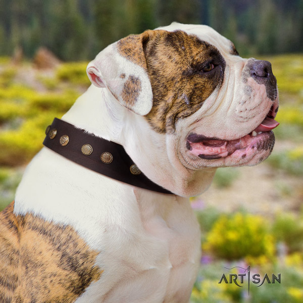 American Bulldog embellished leather dog collar with top notch decorations