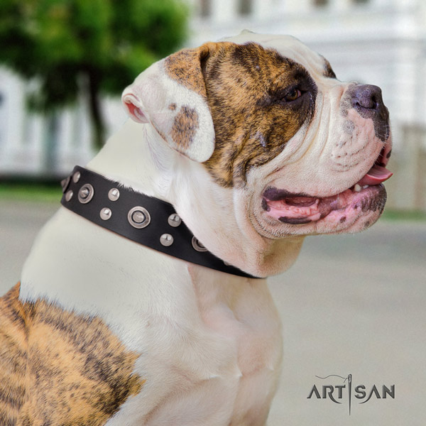 American Bulldog studded genuine leather dog collar with unique decorations