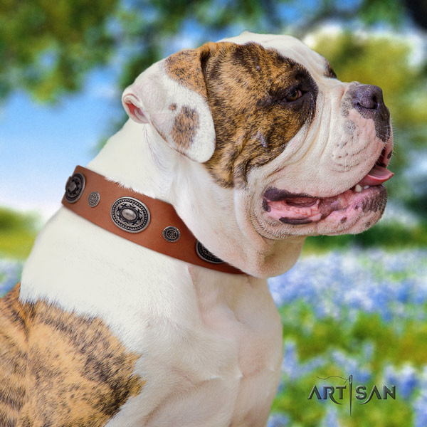 American Bulldog adorned genuine leather dog collar with stylish design decorations