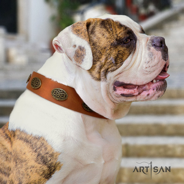 American Bulldog adorned genuine leather dog collar with stylish design adornments