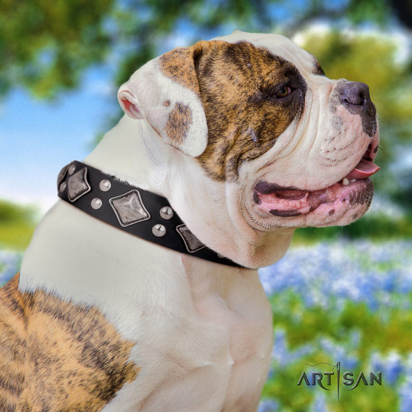 American Bulldog adorned full grain leather dog collar with unusual embellishments