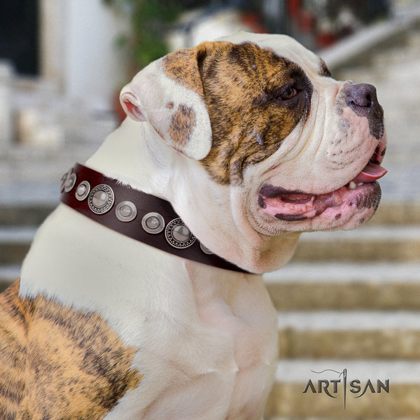 American Bulldog decorated full grain leather dog collar with amazing decorations