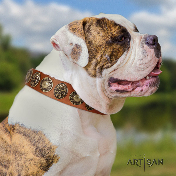 American Bulldog stylish walking leather collar with studs for your pet