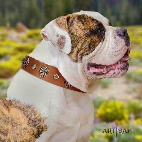 American Bulldog everyday use genuine leather collar with decorations for your dog