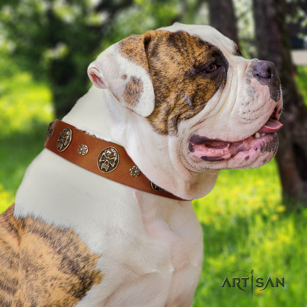 American Bulldog easy wearing leather collar with decorations for your canine