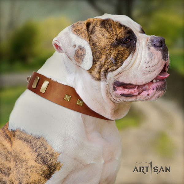 American Bulldog comfy wearing genuine leather collar with embellishments for your dog