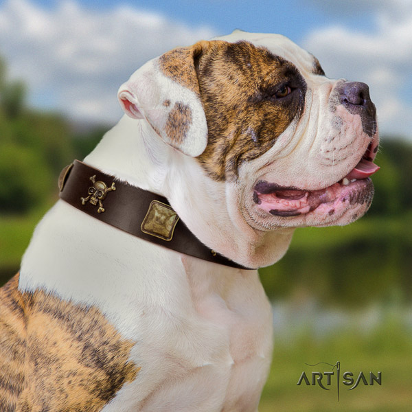 American Bulldog easy wearing leather collar with studs for your doggie