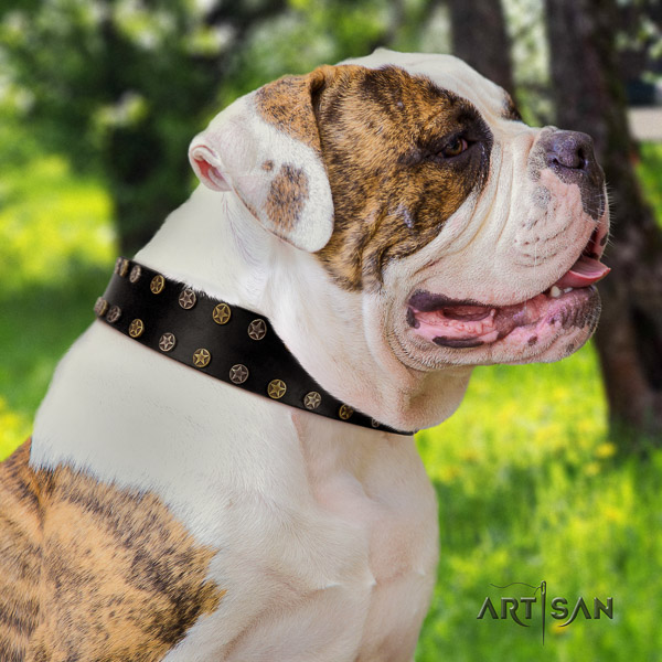 American Bulldog everyday use full grain leather collar with embellishments for your dog