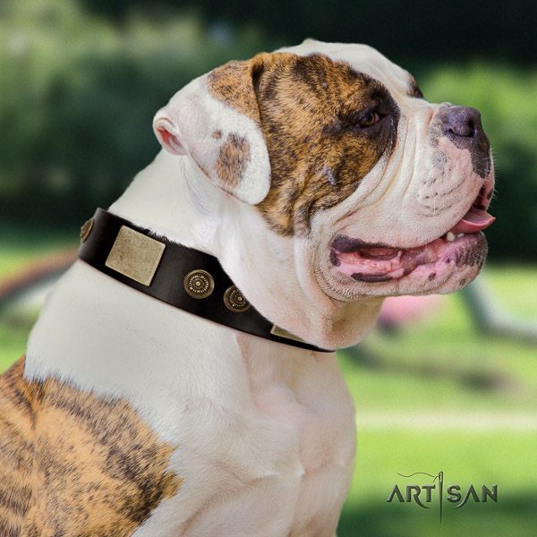 American Bulldog daily use natural leather collar with studs for your four-legged friend