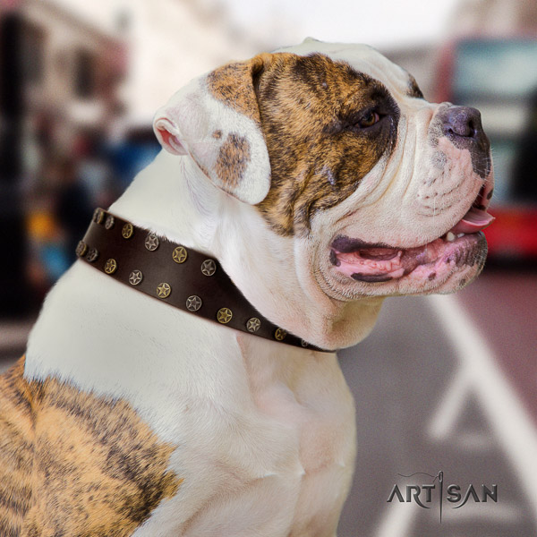 American Bulldog everyday walking natural leather collar with adornments for your four-legged friend
