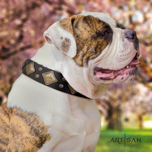 American Bulldog studded full grain leather dog collar with amazing decorations